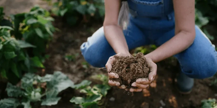 Illustrative image of Organic soil management in Brisbane